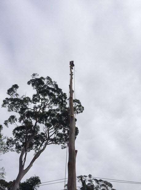 Professional Tree Services Sydney | Ben's Tree and Garden Services